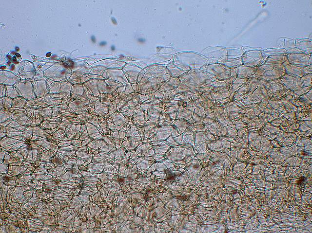 Psathyrella gossypina   (Bull.)   A. Pearson & Dennis